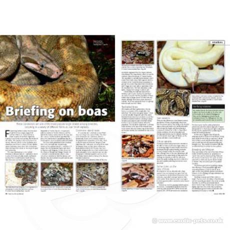 Practical Reptile Keeping - Issue 3 Boas