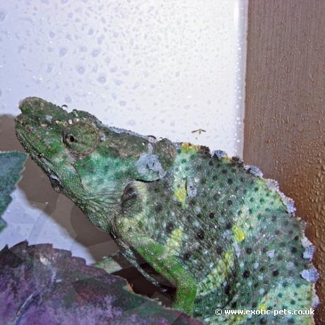 Mellers Chameleon - Drinking