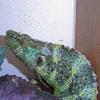 Mellers Chameleon - Drinking photo
