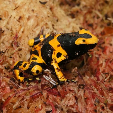 Bumblebee Dart Frog