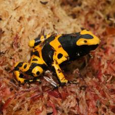 Bumblebee Dart Frog (Dendrobates leucomelas)