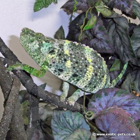 Mellers Chameleon