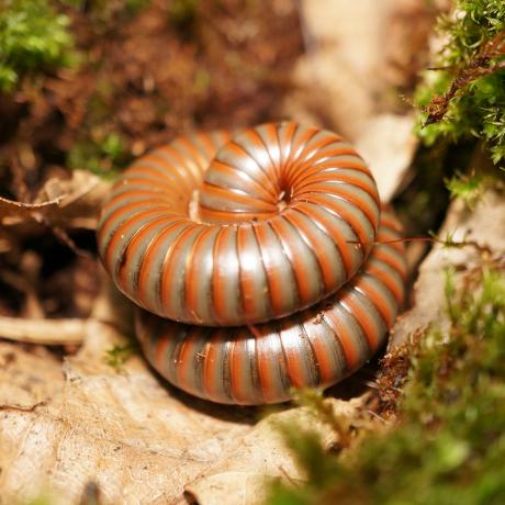 Olive Banded Millipede