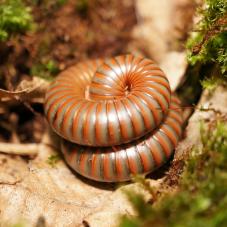 Olive Banded Millipede (Spirostreptus sp. 1)