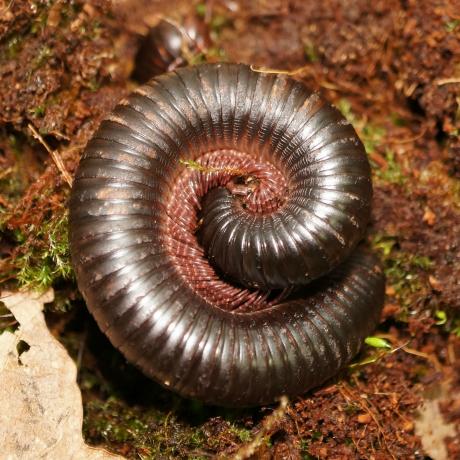 Cameroon Giant Black Millipede