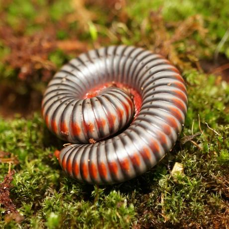 Vietnamese Rainbow Millipede