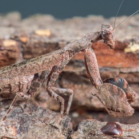 East African Boxer Mantis