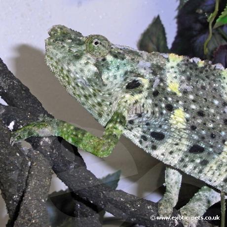 Mellers Chameleon - head