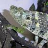 Mellers Chameleon - head photo