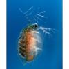 Aquatic Livefood - Daphnia (100ml)