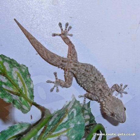 Moorish Gecko