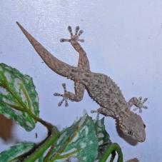 Moorish Gecko (Tarentola mauritanica)