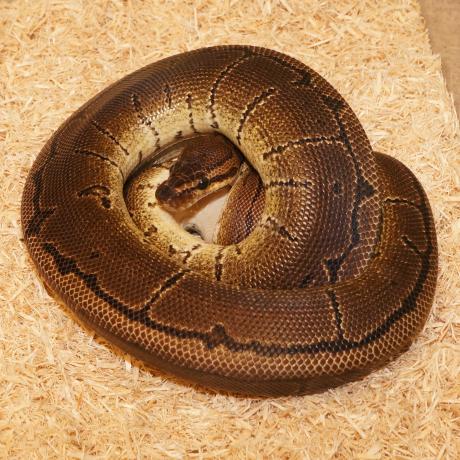 Royal Python or Ball Python - Python regius