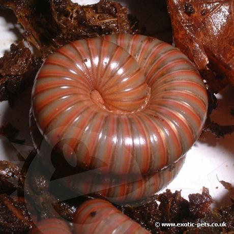 Burmese Millipedes