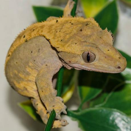 Crested Gecko - Correlophus cillatus