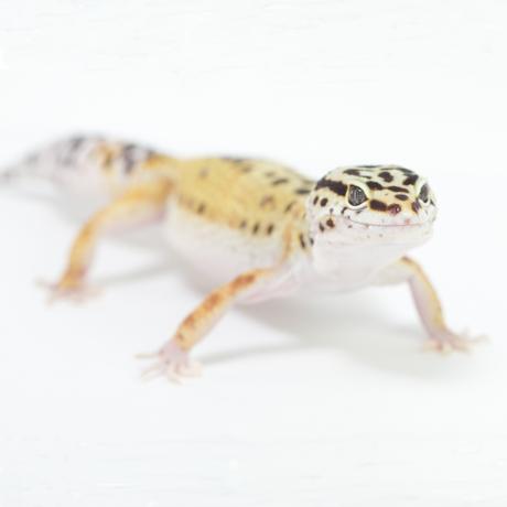 Leopard Gecko Eublepharis Macularius [ 460 x 460 Pixel ]