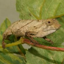 Spectral Pygmy Chameleon (Rhampholeon spectrum)