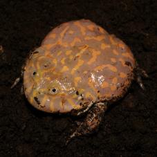 Budget Frogs (Lepidobatrachus laevis)