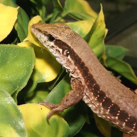 Giant Ameiva