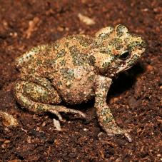 Moroccan Green Toad (Barbarophryne brongersmai)
