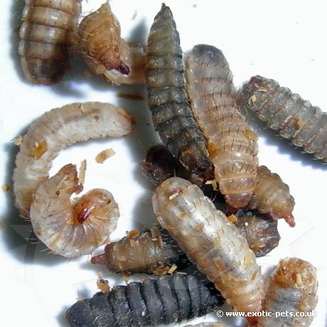 Phoenix Worms® - close up