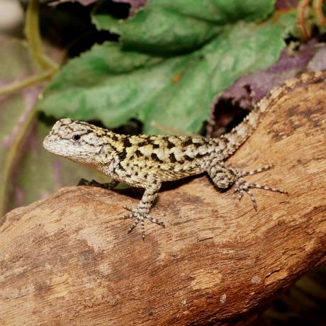 emerald sceloporus courier