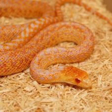 Gopher Snake (Pituophis catenifer)