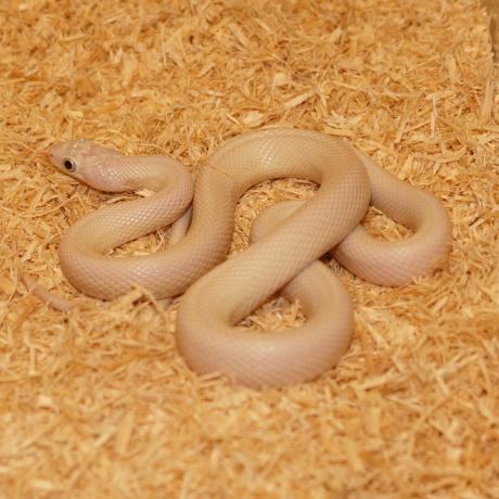 Texas Rat Snake