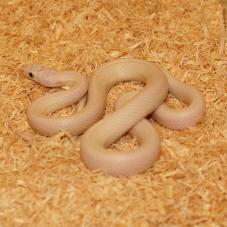 Texas Rat Snake (Elaphe obsoleta lindheimeri)