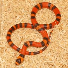 Honduran Milk Snake (Lampropeltis triangulum hondurensis)