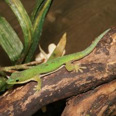 Lined Day Gecko (Phelsuma lineata)