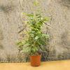 ProRep Live Plant - Weeping Fig - 30cm tall
