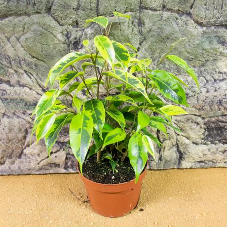 ProRep Live Plant - Weeping Fig