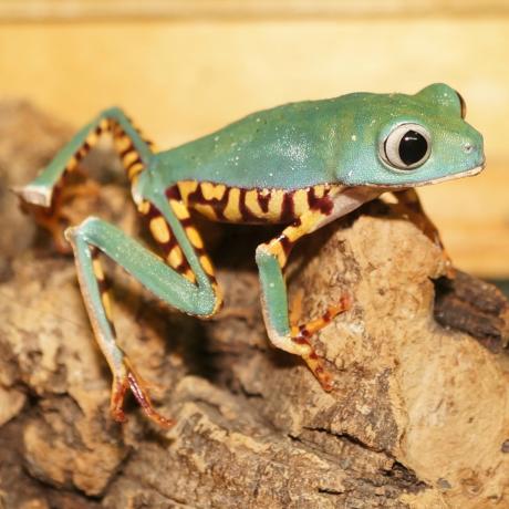 Tiger-legged Monkey Tree Frog