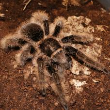 Curly Hair (Wild Type) (Tliltocatl albopilosus)