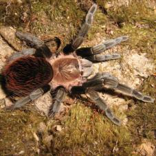 New Mexican Tarantula (Brachypelma kahlenbergi)