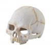 Exo Terra Primate Skull - Small