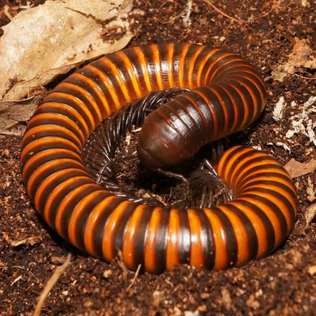 Madagascar Ringed Millipede