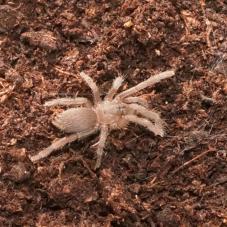 Grey Dwarf (Neochilobrachys sp. 