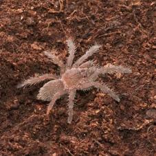 Khiri Khan Earth Tiger (Chilobrachys sp. 
