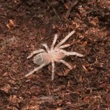 Maldonado Birdeater (Acanthoscurria maldonadoensis)