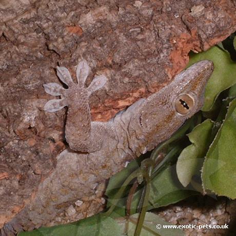 White Spotted Gecko