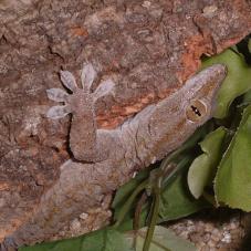 White Spotted Gecko (Tarentola annularis)