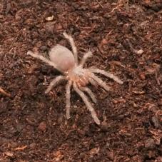 Brazilian Blue (Pterinopelma sazimai)