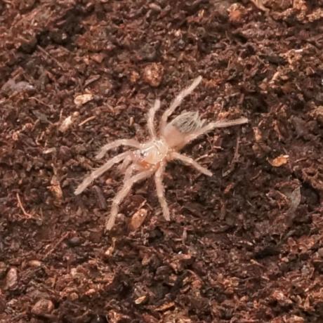 Brazilian Fire Red Birdeater