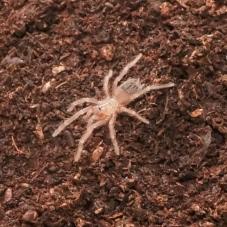 Brazilian Fire Red Birdeater (Lasiodora difficilis)