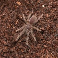 Indian Violet Earth Tiger (Chilobrachys fimbriatus)