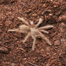 Malawi Grey Baboon (Ceratogyrus meridionalis)