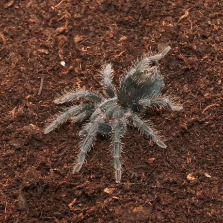 Red Island Birdeater