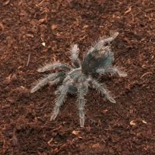 Red Island Birdeater (Phormictopus atrichromatus)